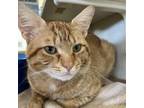 Adopt Nevel Papperman a Orange or Red Domestic Shorthair / Mixed cat in West