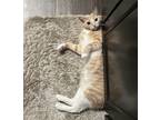 Adopt Simsim a Tan or Fawn Tabby Domestic Shorthair / Mixed (short coat) cat in