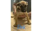 Adopt Pink a Labrador Retriever / Mixed dog in St. Francisville, LA (38887731)