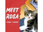 Adopt Rosa a Brown or Chocolate Domestic Shorthair / Mixed cat in Starkville