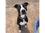 Adopt Draeko a Black Husky / Pit Bull Terrier / Mixed dog in Rifle
