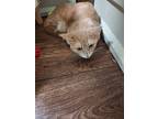 Adopt Butters a Orange or Red Domestic Shorthair (short coat) cat in Madill