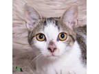 Adopt Alexander the Great a White Domestic Shorthair / Domestic Shorthair /