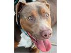 Adopt Dexter a Brown/Chocolate American Pit Bull Terrier / Mixed dog in DOWNERS