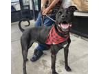 Adopt Anthony a Black Labrador Retriever / Cane Corso / Mixed dog in Brooklyn