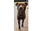 Adopt CHIPPER a Brown/Chocolate American Pit Bull Terrier / Mixed dog in