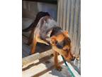 Adopt TOBY a Black German Shepherd Dog / Mixed dog in Greenville, GA (38913507)