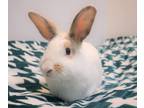 Adopt Carmello a White American / Mixed (short coat) rabbit in Forked River