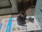 Adopt Cat a Black (Mostly) American Shorthair / Mixed (short coat) cat in