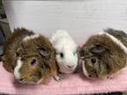 Adopt The Golden Girls! a Guinea Pig small animal in Paramus, NJ (38913422)