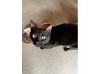 Adopt Puma a All Black Domestic Shorthair (short coat) cat in Hollister