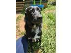 Adopt Charli a Black Anatolian Shepherd / Great Pyrenees / Mixed dog in