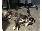 Adopt Peach a Brindle Mutt / Mixed dog in Albuquerque, NM (38913319)
