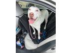 Adopt Blanca a White American Pit Bull Terrier / Mixed dog in Birmingham