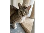Adopt Paisley a Brown Tabby Domestic Shorthair (short coat) cat in Hollister