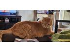 Adopt Morgan a Orange or Red Tabby / Mixed cat in Chandler, AZ (38913366)