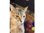 Adopt Squeak a Gray, Blue or Silver Tabby Domestic Shorthair / Mixed (short