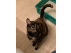 Adopt Bea a Tortoiseshell Calico (short coat) cat in Hollister, CA (38913254)