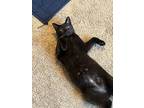 Adopt Jenna a Black (Mostly) Bombay / Mixed (short coat) cat in Greenville