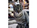 Adopt Tribble a Gray, Blue or Silver Tabby Domestic Shorthair / Mixed (short