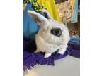Adopt Baby & Lilia a Dwarf Hotot / Mixed rabbit in Paramus, NJ (37431400)