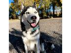 Adopt Kai a Black - with White Siberian Husky / Mixed dog in Los Angeles
