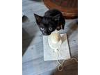 Adopt Bastet a All Black Tabby / Mixed (short coat) cat in Los Angeles