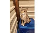 Adopt Gin a Tan or Fawn Tabby Domestic Shorthair (short coat) cat in Madill