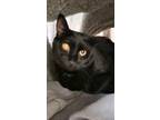 Adopt Frijole a All Black Domestic Mediumhair / Domestic Shorthair / Mixed cat