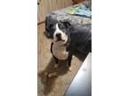 Adopt Odin a Black - with White American Pit Bull Terrier / Mutt / Mixed dog in