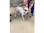 Adopt layla a White American Pit Bull Terrier / Mixed dog in Fort Worth