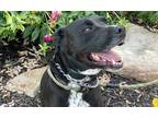 Adopt Jinx a Black - with White American Pit Bull Terrier / American