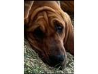 Adopt Lulu (AKC registered Bloodhound) a Brown/Chocolate - with Black Bloodhound