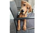 Adopt Christmas a Red/Golden/Orange/Chestnut Labrador Retriever / Mixed dog in