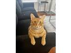 Adopt Lenny a Orange or Red Tabby American Shorthair / Mixed (short coat) cat in