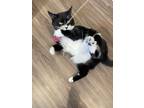 Adopt Stella a Black & White or Tuxedo Domestic Mediumhair / Mixed cat in
