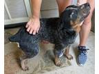Adopt Bruce a Black Australian Cattle Dog / Mixed dog in Live Oak, CA (38913019)