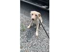 Adopt Dumplin a Tan/Yellow/Fawn Labrador Retriever / Mixed dog in Walpole