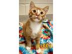 Adopt Perry 27557 a Orange or Red Domestic Shorthair (short coat) cat in Joplin