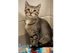 Adopt Boone 27541 a Domestic Shorthair (short coat) cat in Joplin, MO (38901282)