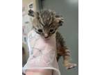 Adopt Sissy Lala 122386 a Domestic Shorthair (short coat) cat in Joplin
