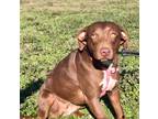Adopt Sari a Labrador Retriever / Mixed dog in St. Francisville, LA (38887733)