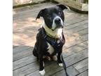 Adopt Big Mac a Black Mixed Breed (Medium) / Mixed dog in West Olive