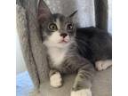 Adopt Pink Floyd a Gray or Blue Domestic Mediumhair / Mixed cat in Los Angeles