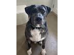 Adopt Leo a Gray/Silver/Salt & Pepper - with White Catahoula Leopard Dog /
