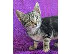Adopt Dakota a Spotted Tabby/Leopard Spotted Domestic Shorthair (short coat) cat