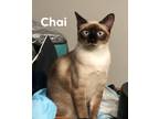 Adopt Chai a Tan or Fawn Siamese / Mixed (short coat) cat in Dallas