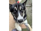 Adopt Runic a Siberian Husky / Mixed dog in Garner, NC (38901417)