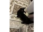 Adopt Salem a All Black Bombay / Mixed cat in Phoenix, AZ (38899972)