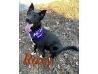Adopt Roxy 122337 a Black Labrador Retriever dog in Joplin, MO (38901267)